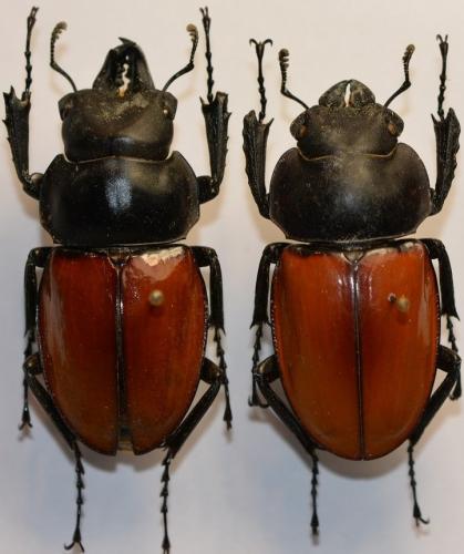 Réf. 248 532 : Neolucanus swinhoei